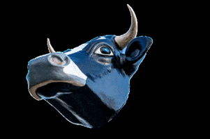 North Dakota Cow GIF by Silly America