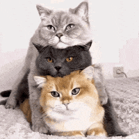 Cats Aww GIF by MOODMAN