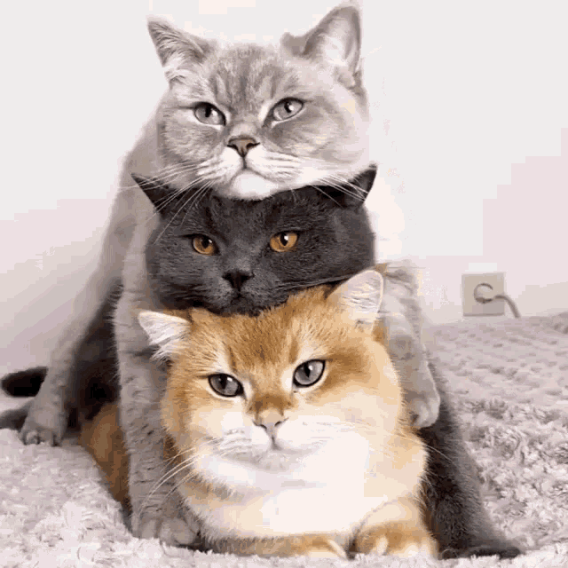Cats GIF - Cats - Discover & Share GIFs