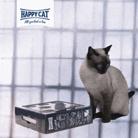 Cat Box GIF by visualbrand