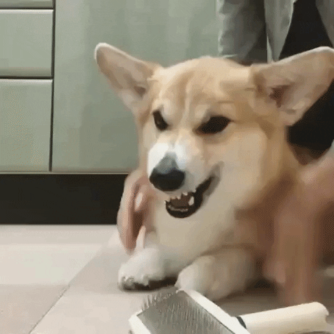 Angry Dog GIF by JustViral.Net