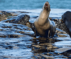 sea lions love GIF by Point Loma Nazarene University