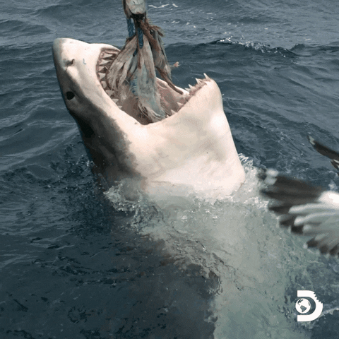 Hungry Great White Shark GIF by Shark Week