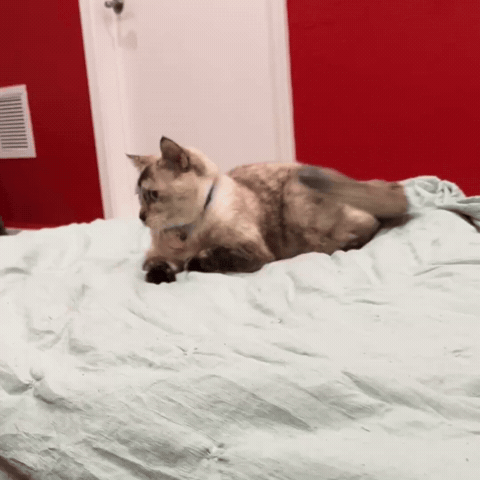 Cat Kitty GIF