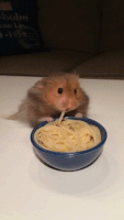 adorable hamster GIF