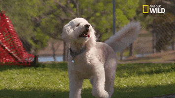 200.gif?cid=fc005b0885715c6d522e77c8086ba02384d0067787989ac2&rid=200.gif&ct=g
