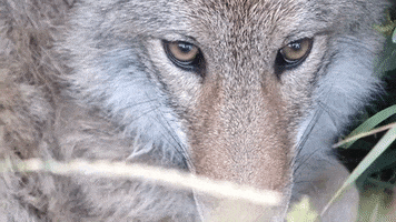 Coyote GIF