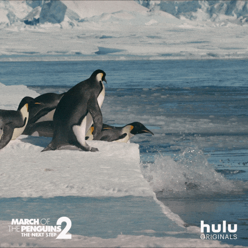 march of the penguins penguin GIF by HULU