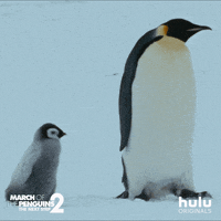 March Of The Penguins Baby GIF by HULU