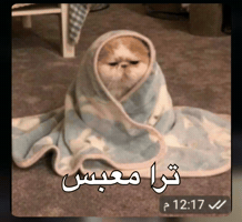 Iraq GIF by Bashar