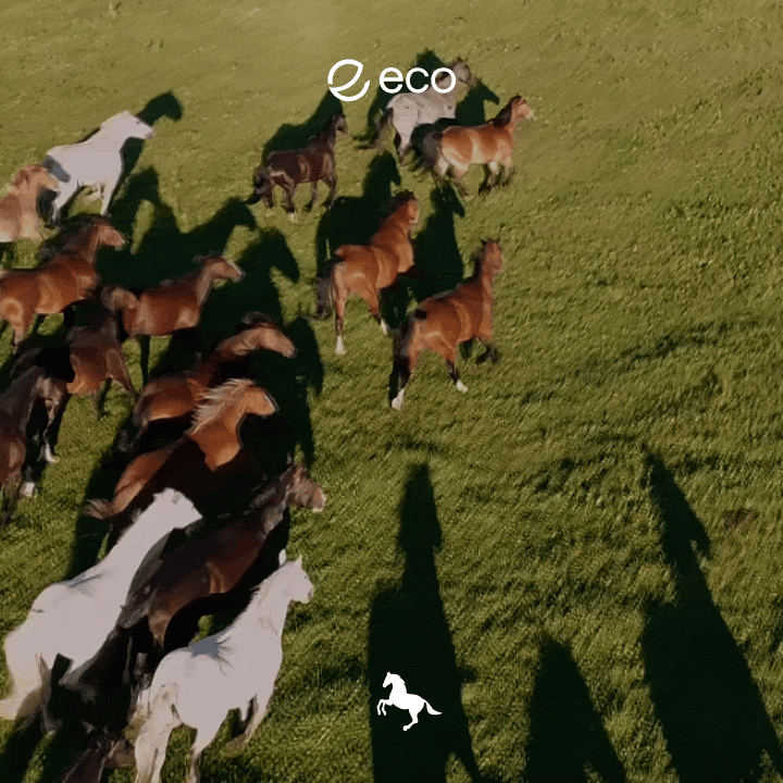 Uts GIF by Eco
