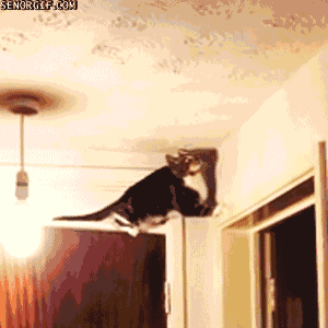Possessed Cat Gifs Get The Best Gif On Giphy