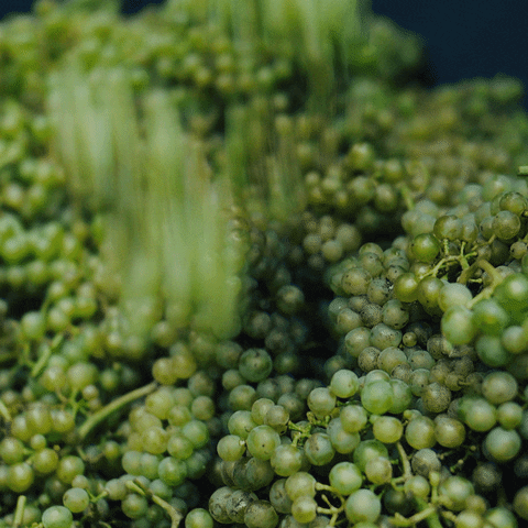 astadvingard wine harvest grapes solaris GIF