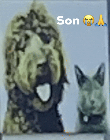 Speed Son GIF