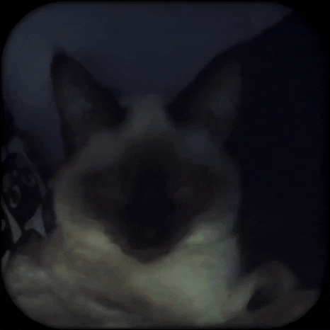 Kitty GIF