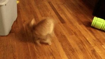 cat chasing GIF