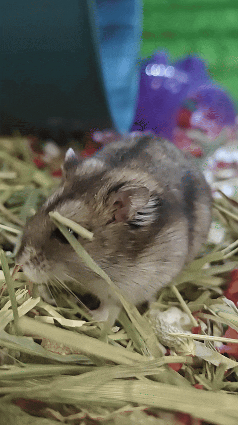 Hamster GIF