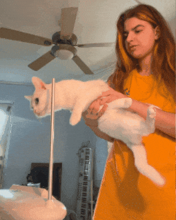 White Cat GIF by carla grace