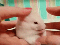 mouse GIF