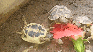 turtle GIF