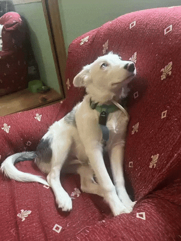 Perro GIF