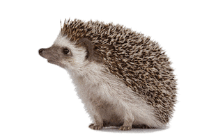 Metropole Rouen Normandie Sticker