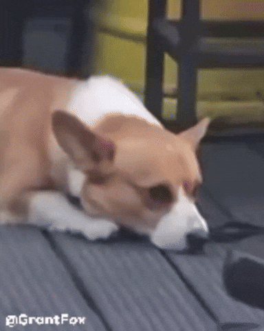 Happy Dog GIF
