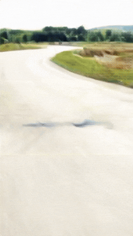 Motos Dogslovers GIF