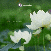 Good Morning Life GIF by Learner Circle