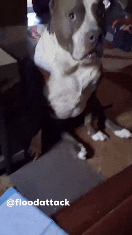 Side Eye Dog Stare GIF