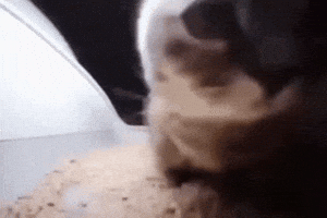 Dance Cat GIF