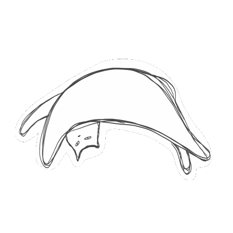Cat Sticker