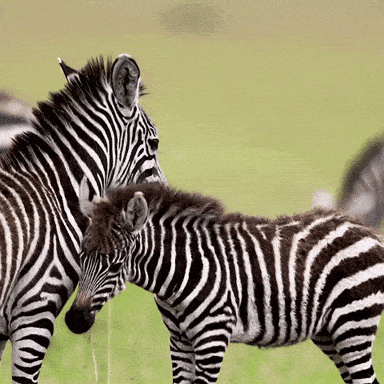 Little Zebra GIFs - Get the best GIF on GIPHY