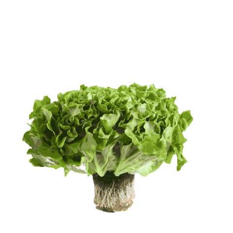 InspiredGreens Sticker