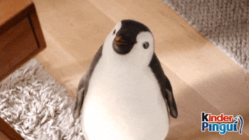 kinder_Pingui hello sweet adorable penguin GIF