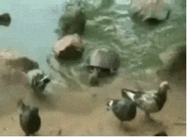 sneak attack dinner GIF