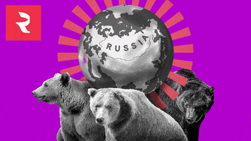 Bear GIF