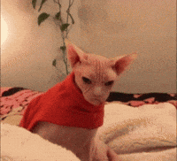 Dj-cat GIFs - Get the best GIF on GIPHY