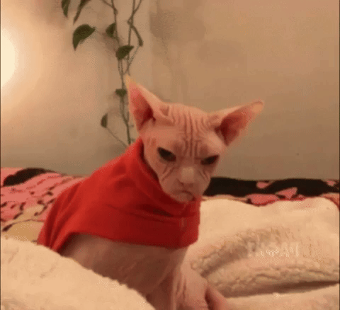 angry bald cat