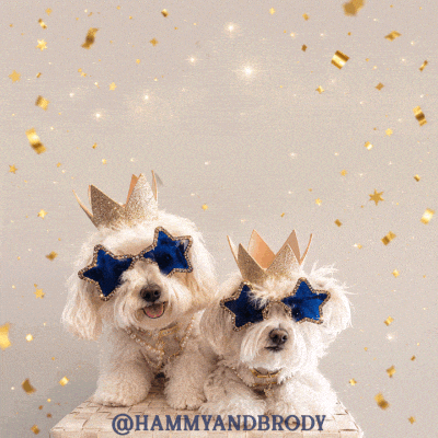1 Billion Dog GIF by HammyandBrody