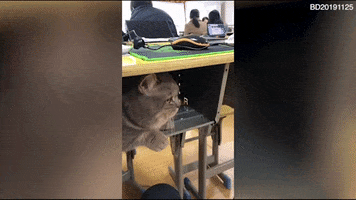Animated GIF
