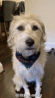 Dog Eyes Rainbow GIF by Geekster Pets