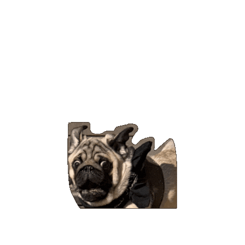 Pug What Sticker