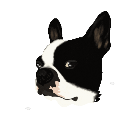 Boston Terrier Funny Dog Sticker For Ios Android Giphy