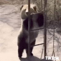 Bear Dancing GIF by TikTok