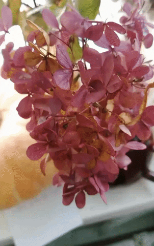 Hydrangea Dried Flowers GIF