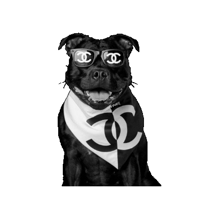 Alfies Pet Accessories Sticker