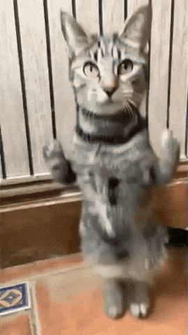 Dance GIF
