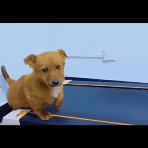 Giphy - Work Out Dog GIF by The Daily Signal