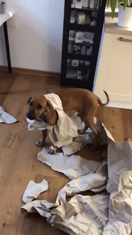 dog eats paper towels